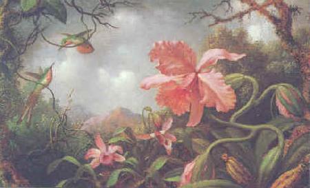 Martin Johnson Heade Hummingbirds and Two Varieties of Orchids oil painting image